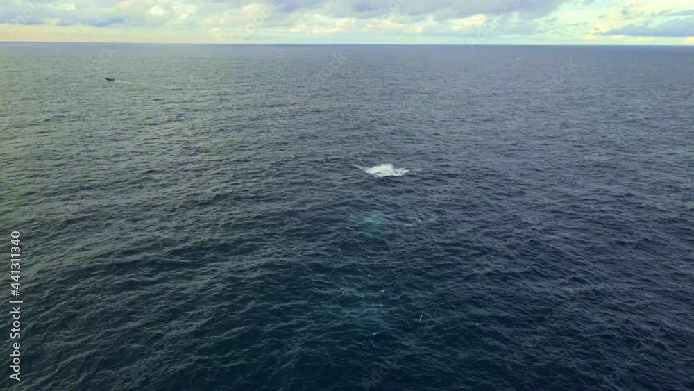 Humpback Whale Spotted Breaching On The Water Near Bondi Beach - Whale In New South Wales, Australia. - aerial Humpback Whale Spotted Breaching On The Water Near Bondi Beach - Whale In New South Wales, Australia. - aerial