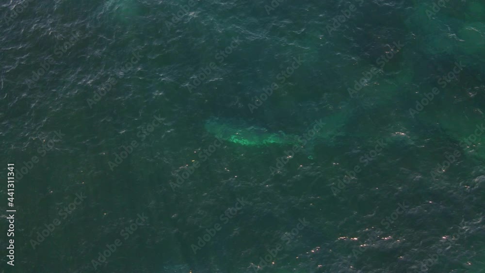 Southern Right Whale Tangled With Netting And Rope At Offshore Of Clovelly - Baleen Whale Caught In Nets At Clovelly, NSW, Australia. - aerial