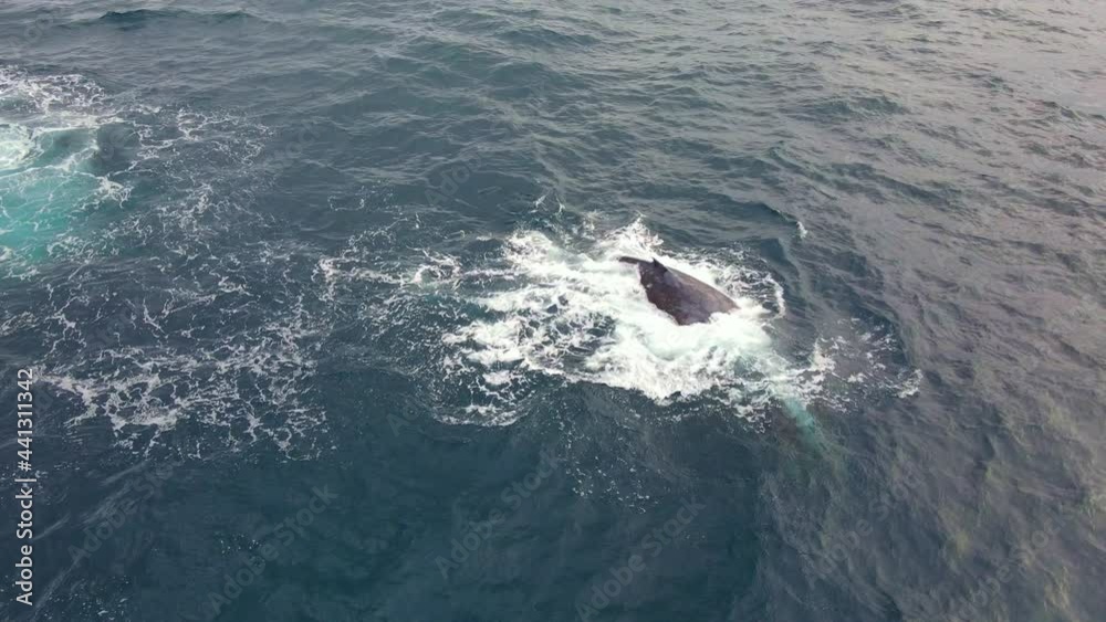 Humpback Whale Spinning, Pec Slapping And Blowing Water In The Ocean - Behavior Of Whale In Bondi Beach, NSW, Australia. - aerial Humpback Whale Spinning, Pec Slapping And Blowing Water In The Ocean - Behavior Of Whale In Bondi Beach, NSW, Australia. - aerial