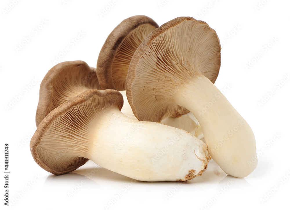Fototapeta premium King oyster mushroom Pleurotus eryngii on white background 