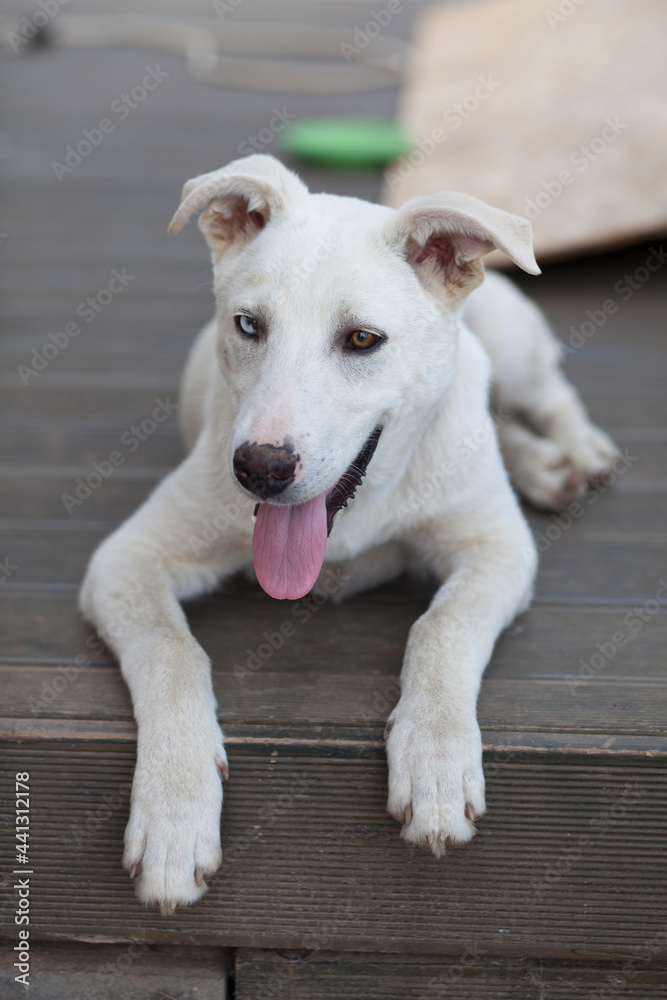 Heterochromia in a white dog. A dog with multi-colored eyes, one blue eye, the other brown. Heterochromia in a white dog. A dog with multi-colored eyes, one blue eye, the other brown.