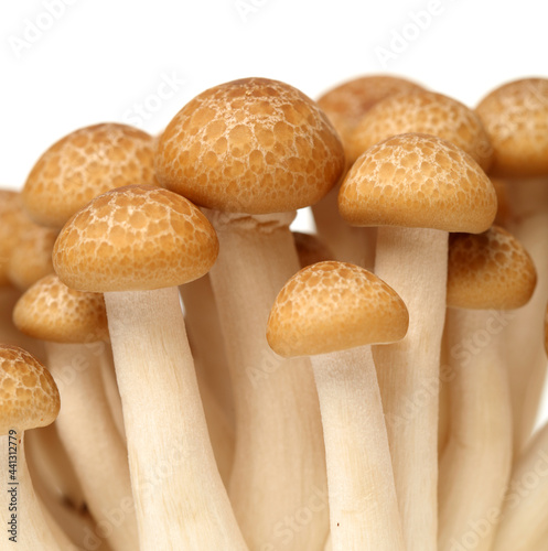 brown beech mushrooms (Hypsizygus marmoreus) on White Background