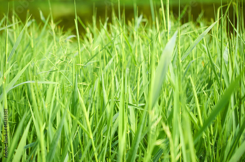 Obraz na plátně Perennial grass Carex. Background. Close-up. Soft Focus