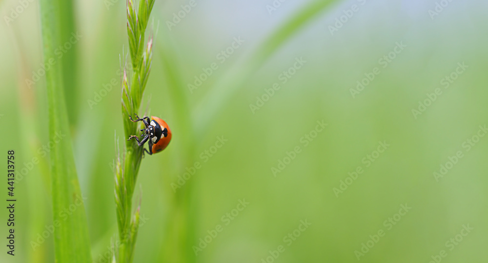 ladybug on a green blade of grass close-up horizontal image with a blurred background and free space for text ladybug on a green blade of grass close-up horizontal image with a blurred background and free space for text