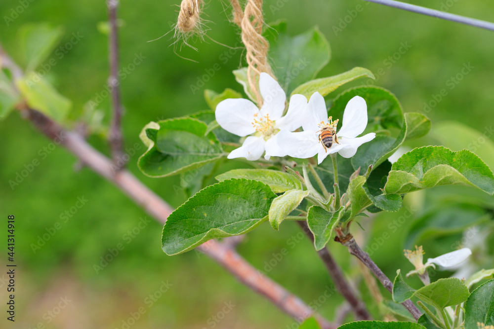 Apple flower