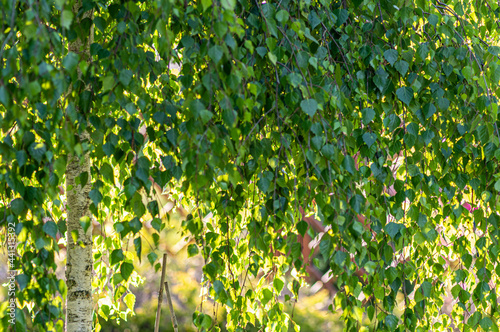 soczyste zielone liście brzozy podświetlone słońcem