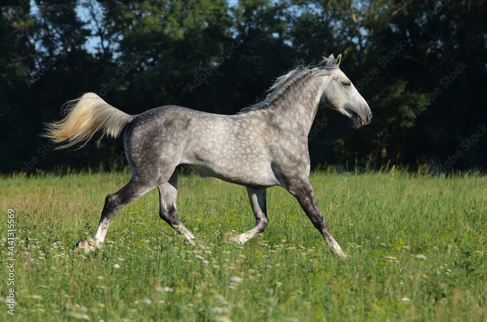 Dapple-grey Andalusian horse rest in the paddock on the farm Dapple-grey Andalusian horse rest in the paddock on the farm