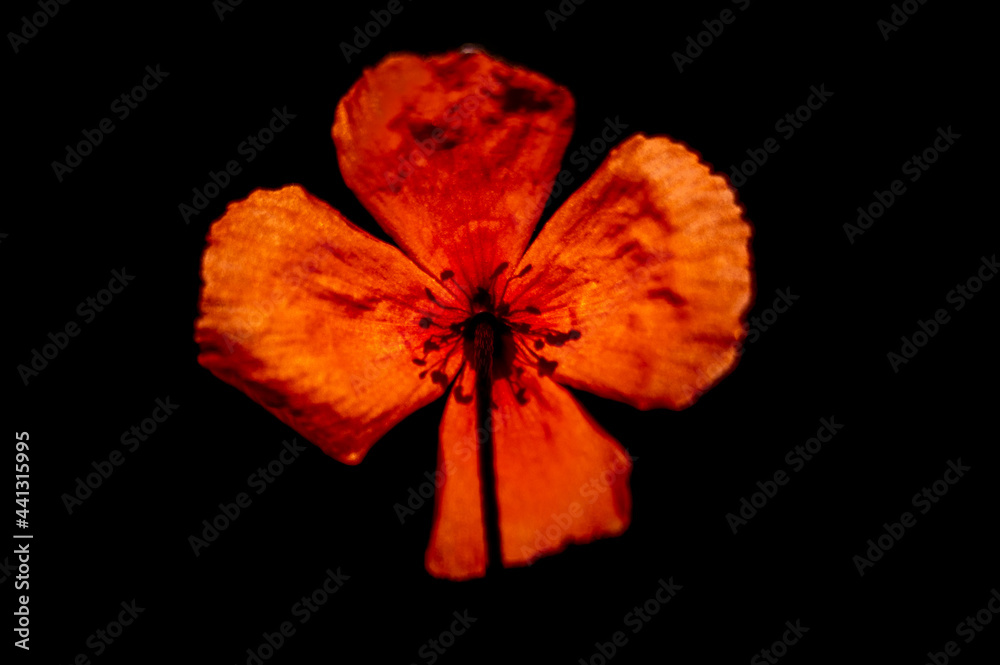 izolowany czerwony kwiat maku na czarnym tle - obrazy, fototapety, plakaty 
