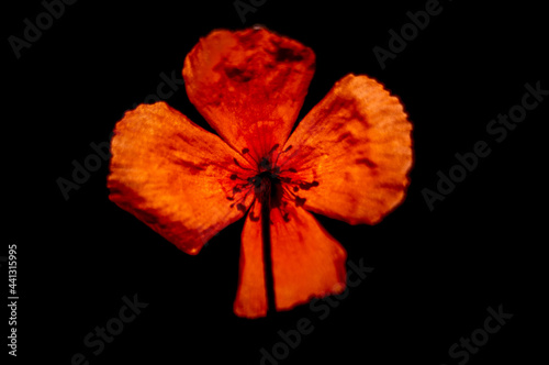 izolowany czerwony kwiat maku na czarnym tle