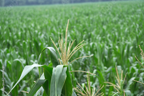 Corn fields in late summer in northern China