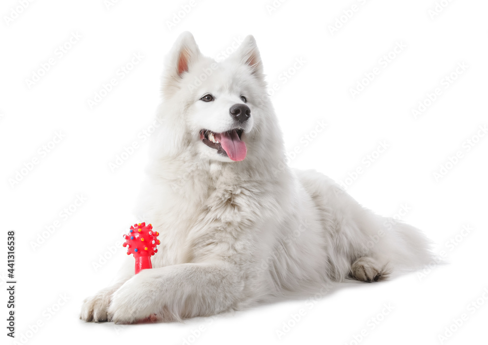 Cute Samoyed dog with toy on white background Cute Samoyed dog with toy on white background