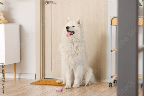 Cute Samoyed dog in hallway