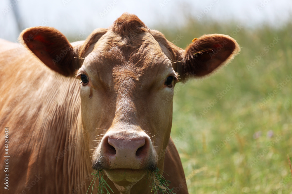 Red cow in the pasture looking at the camera