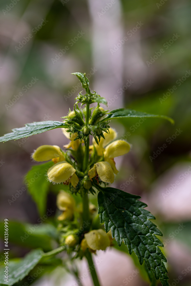 Obraz premium Lamium galeobdolon flower growing in forest 