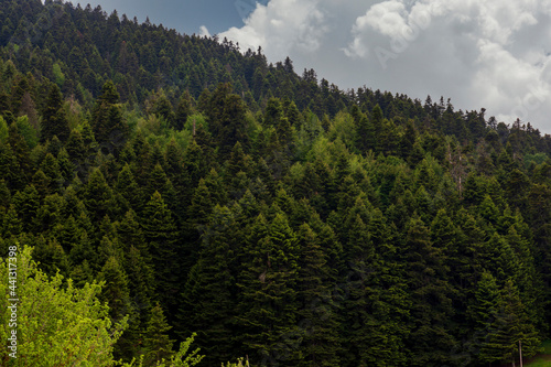 A view of pine forests from the K  re Mountains in northeastern Turkey. June 2021