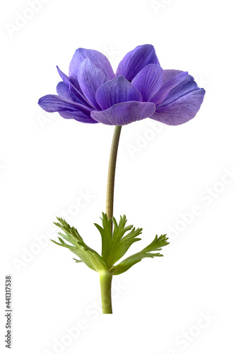.Isolated flower on a white background. Blue anemone