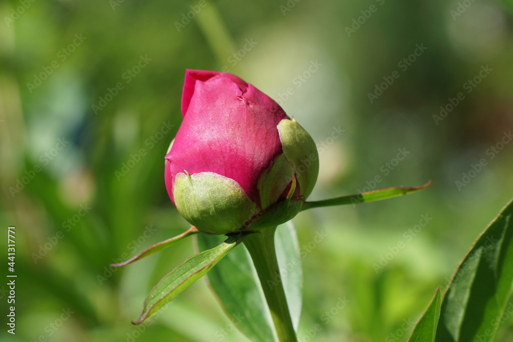 pink red peony bud in the garden close up pink red peony bud in the garden close up