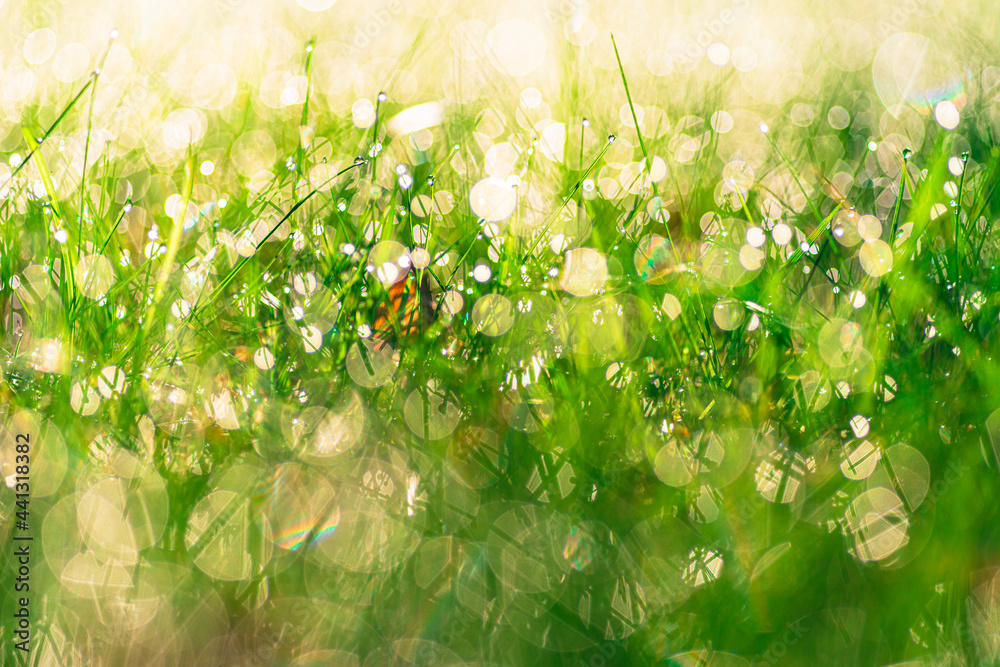 soczysta zielona trawa w porannej rosie jako tło - obrazy, fototapety, plakaty 