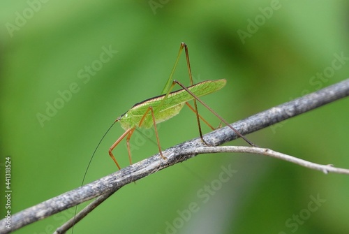bush cricket on a leaf