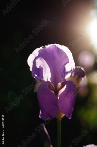 fresh spring purple iris in the rays of the setting sun photo