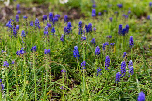 purple hyacinth in spring