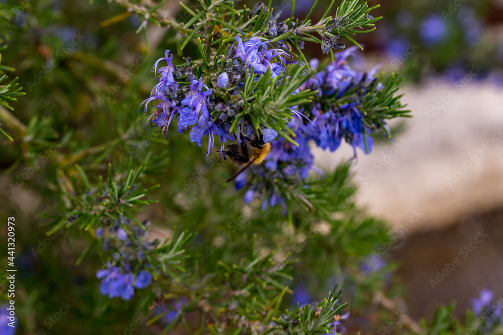 Obraz premium Rosmarinus angustifolius pine rosemary with bumblebee