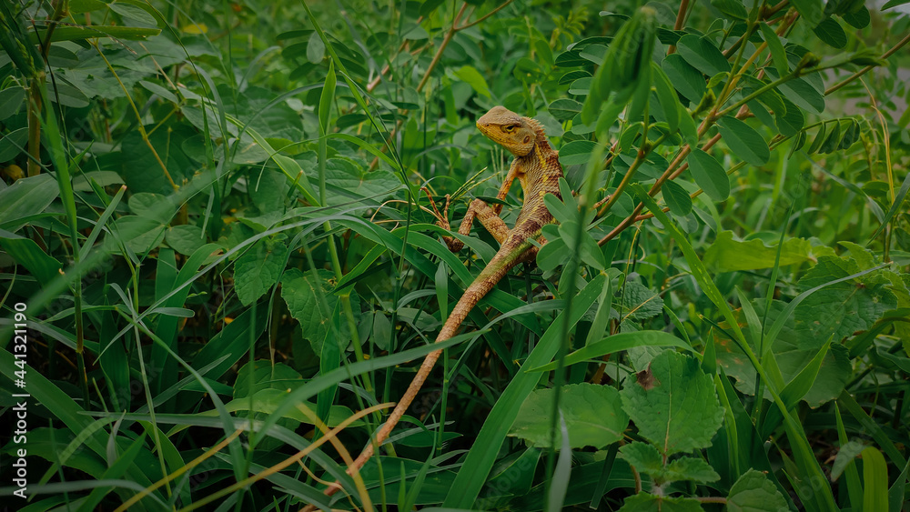 Naklejka premium lizard on a grass