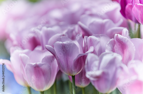 Pink Tulips. Close up. Selective and soft focus. © Eugeniusz Dudziński