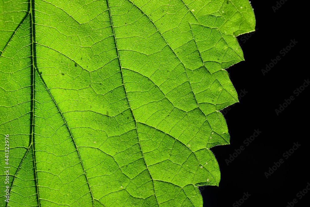 Obraz premium Close-up and detail of a green nettle leaf, with veins and fibers, against a dark background