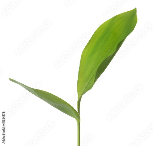 Fresh leaves on white background