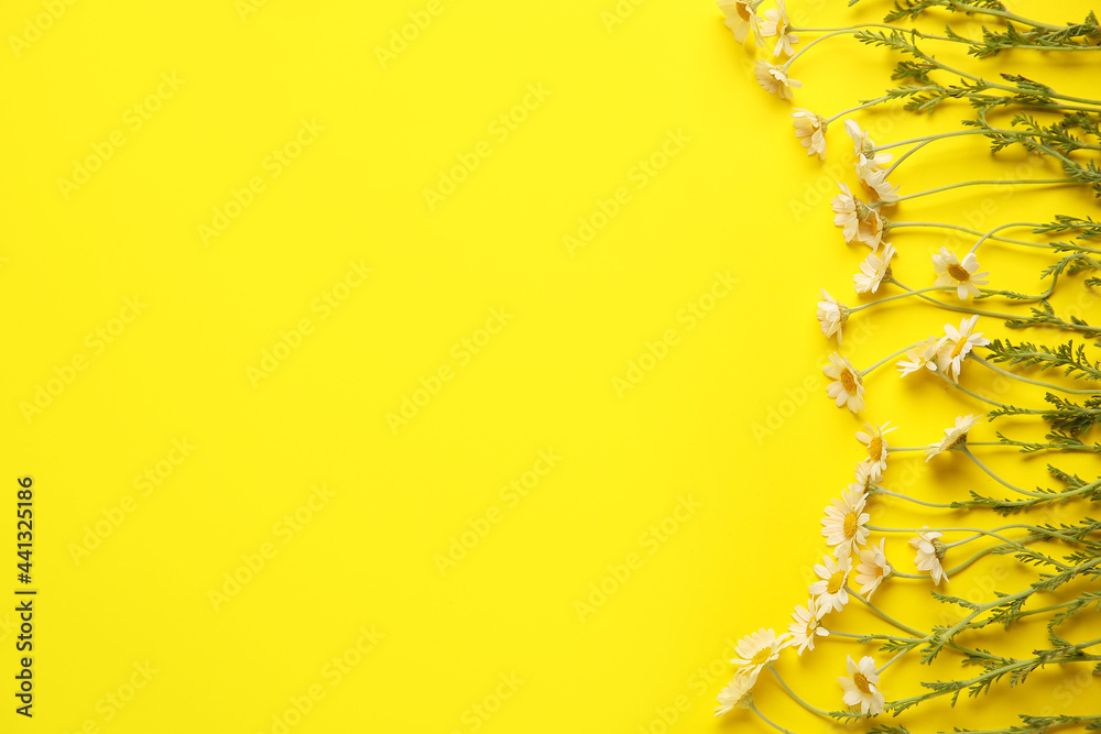 Beautiful chamomile flowers on color background Beautiful chamomile flowers on color background