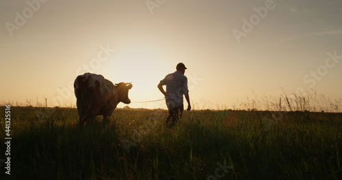 The owner leads his cow through the meadow at sunset. Small farmers concept