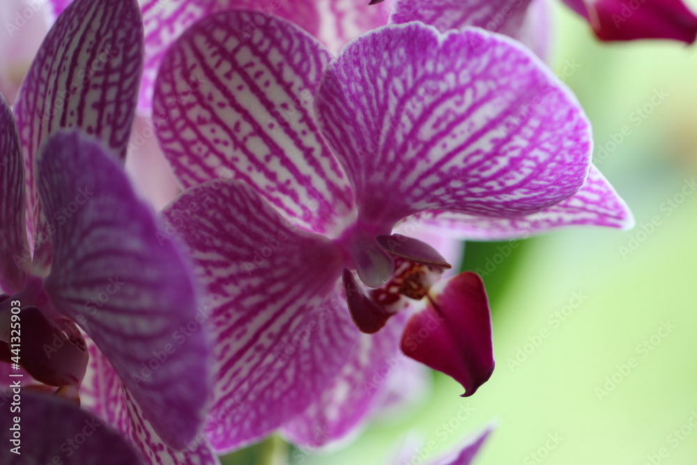 purple orchid macro on a purple background purple orchid macro on a purple background