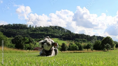 Schnauzer Dog chewing and eating a stick on a grass field meadow with forest background sunny day