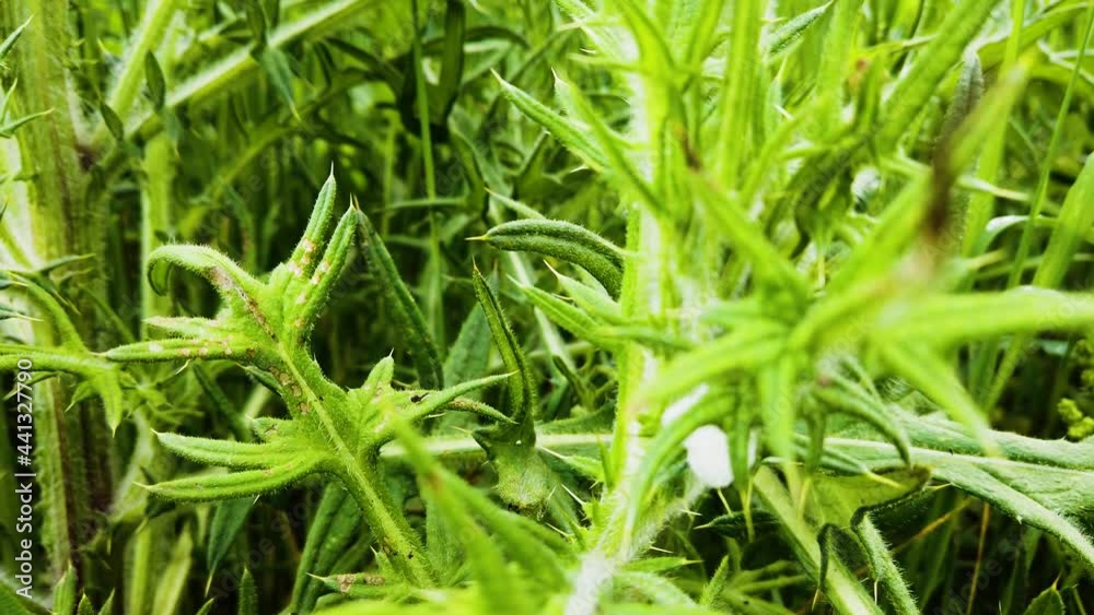 Close-up shot of the beautiful wild meadow in fresh green tones in the morning. 4K 60fps Close-up shot of the beautiful wild meadow in fresh green tones in the morning. 4K 60fps