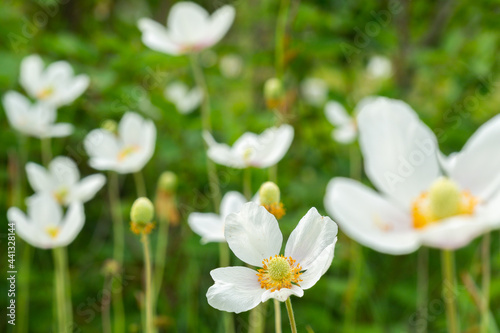 Waldanemonen auf einer Wiese