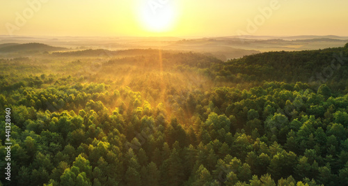 Beautiful morning light over the forest