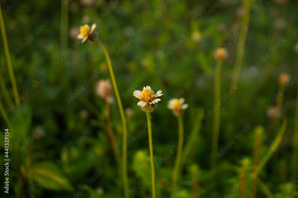 Gletang flowers in the grass Gletang flowers in the grass
