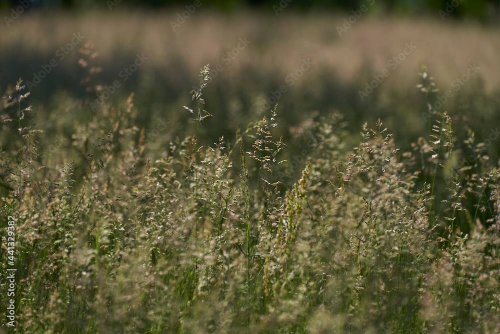 Frühling / Sommer 21