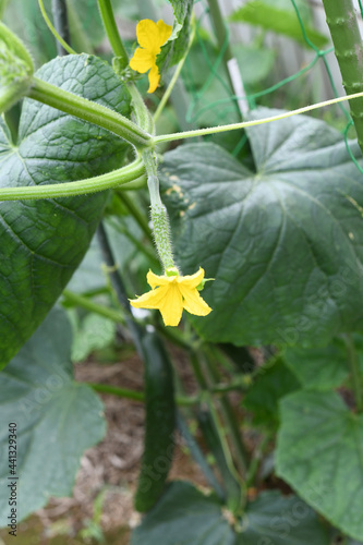 胡瓜の花