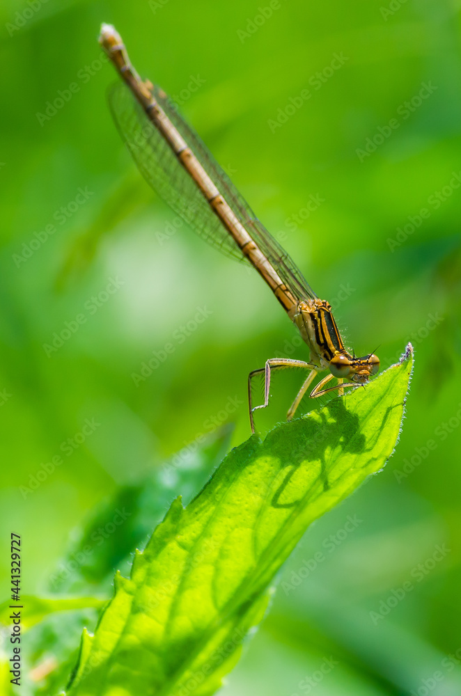 dragonfly on a green leaf in summer near the river dragonfly on a green leaf in summer near the river