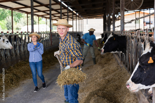 Concentrated young man working on dairy farm, arranging hay for feeding cows in outdoor stable