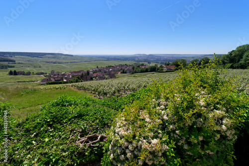 Vineyards in the Reims mountain regional nature park. Hautvillers village photo