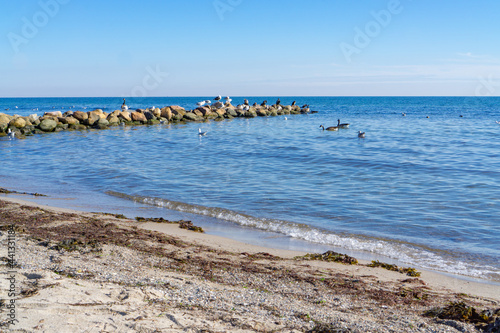 Many seagulls on the Baltic coast near Dahme  Germany