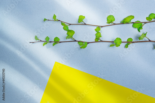 Two twigs with tenter green leaves on blue shaggy background with a piece of yellow paper on the edge. Paper background with greens. photo