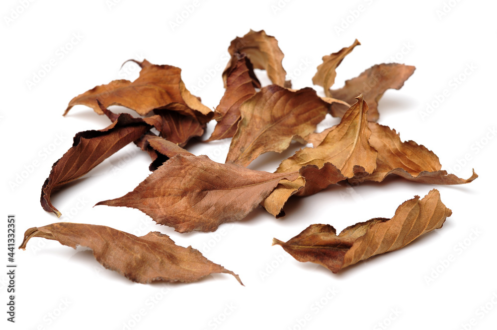 Fall leaf isolated on white background Fall leaf isolated on white background