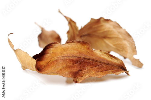 Fall leaf isolated on white background