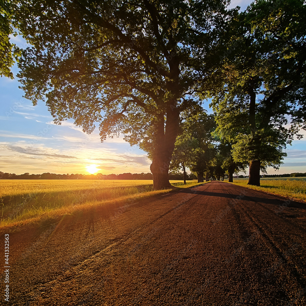 Road borded by trees in the sunset