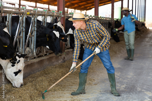 Diligent positive farmer working in cowshed, engaged in breeding of milking holstein co