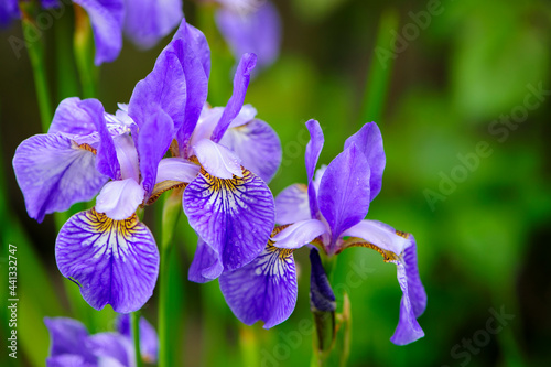 Irideae. Purple iris flowers are blooming in the garden. blue and purple flowers in the garden. macro photo, floral natural background. beautiful flowers close-up. blurred green background